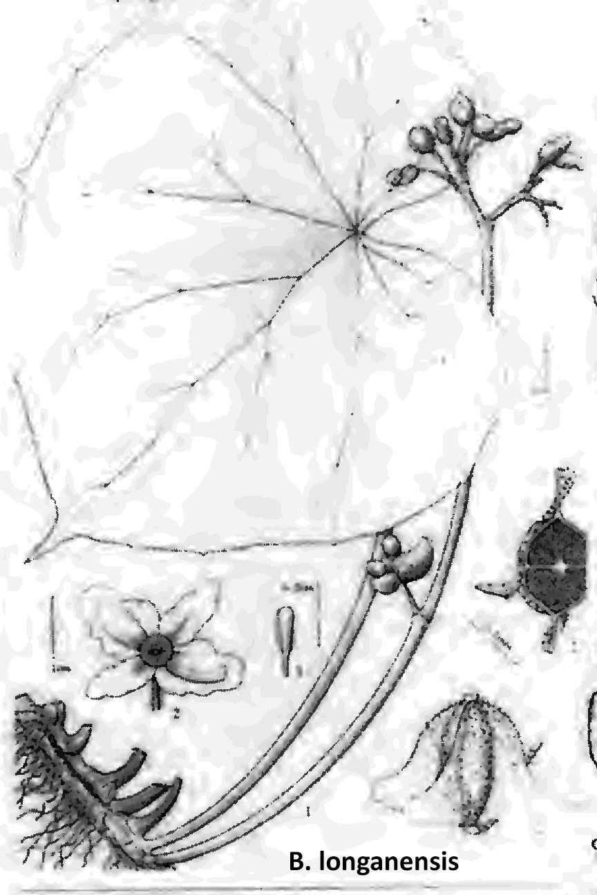 B. longanensis